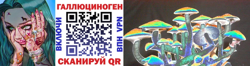 купить   Сураж  Псилоцибиновые грибы Psilocybine cubensis 